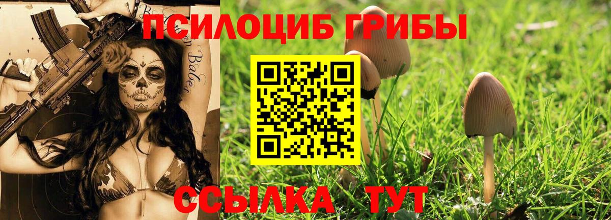 Псилоцибиновые грибы Cubensis  Вход с VPN  Сосновый Бор 