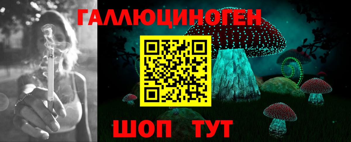 Псилоцибиновые грибы Psilocybe Сосновый Бор